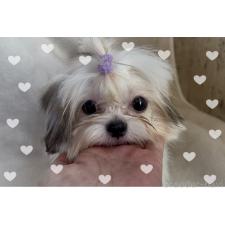 ♀︎チワズー:チワワ×シーズー