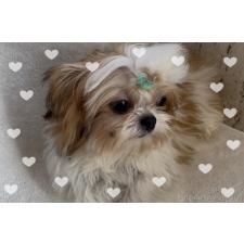 ♀︎チワズー:チワワ×シーズー