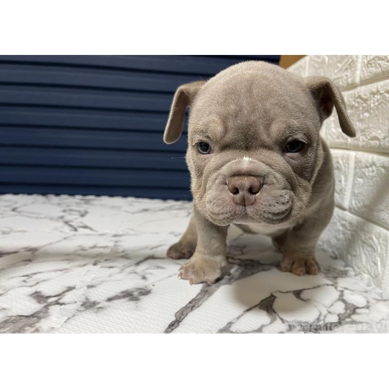 販売中の滋賀県のエキゾチックブリー-440730の3枚目