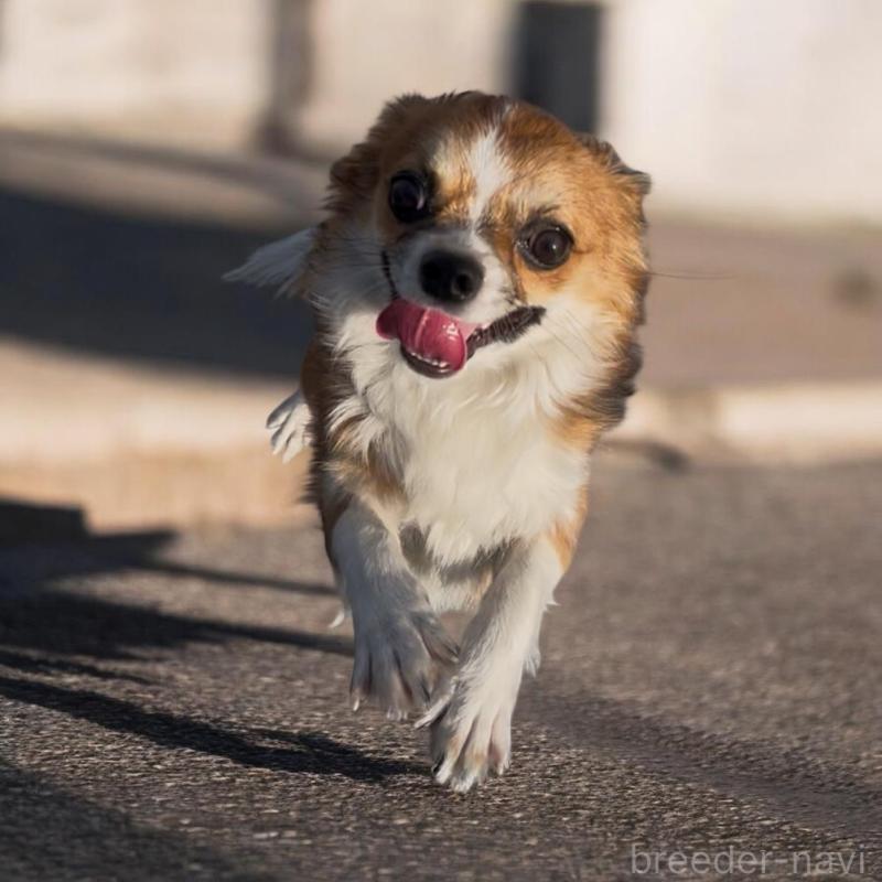 販売中の東京都のチワワ(ロングコート)-406740の6枚目