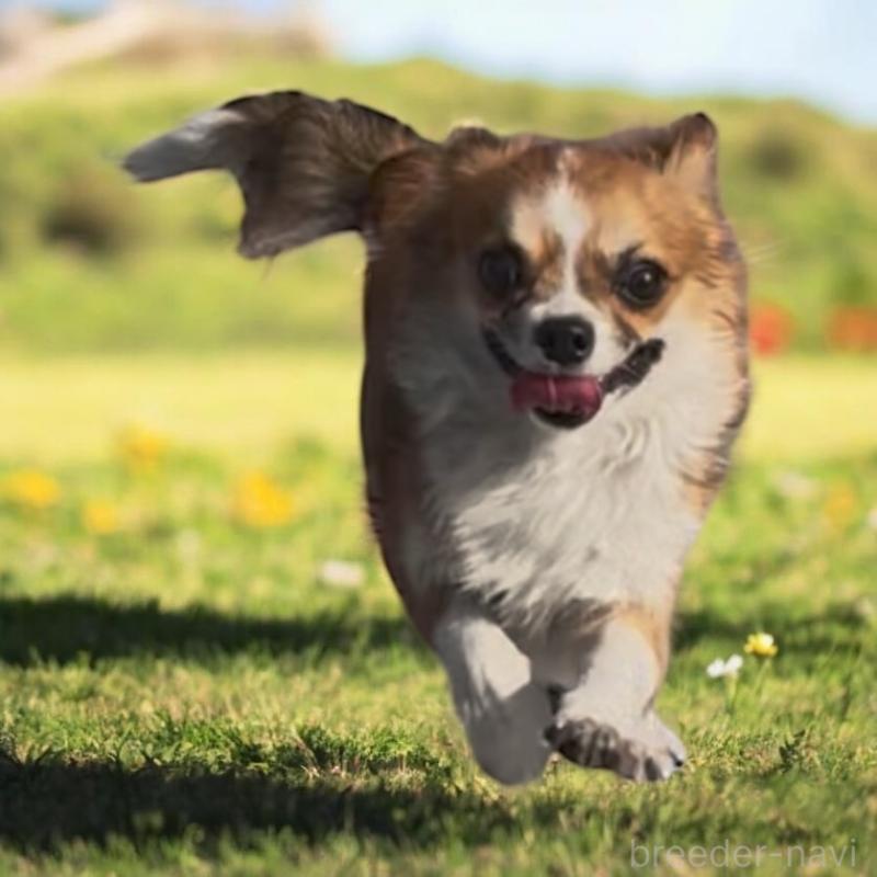 販売中の東京都のチワワ(ロングコート)-406740の5枚目