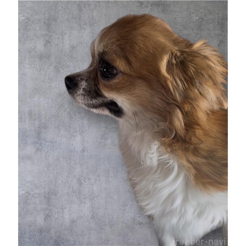 販売中の東京都のチワワ(ロングコート)-406740の4枚目