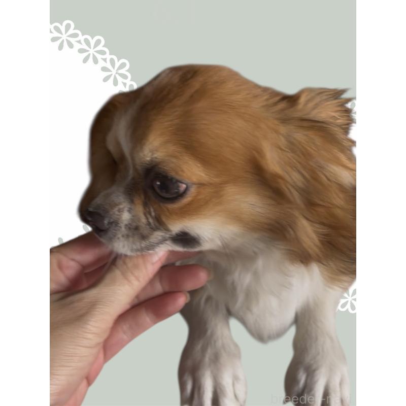 販売中の東京都のチワワ(ロングコート)-406740の3枚目