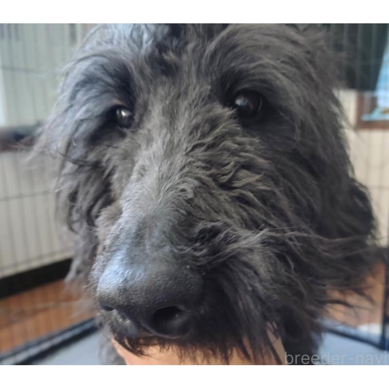 販売中の兵庫県のゴールデンドゥードル:ゴールデンレトリーバー×プードル-390787の4枚目