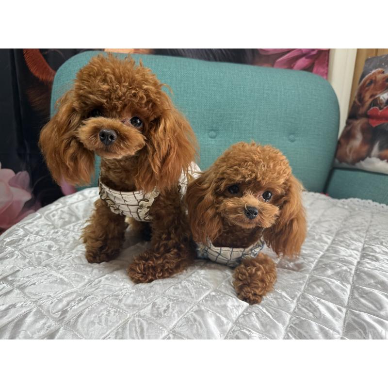 井上加奈子ブリーダーの詳細