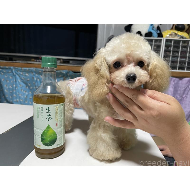 井上加奈子ブリーダーの詳細