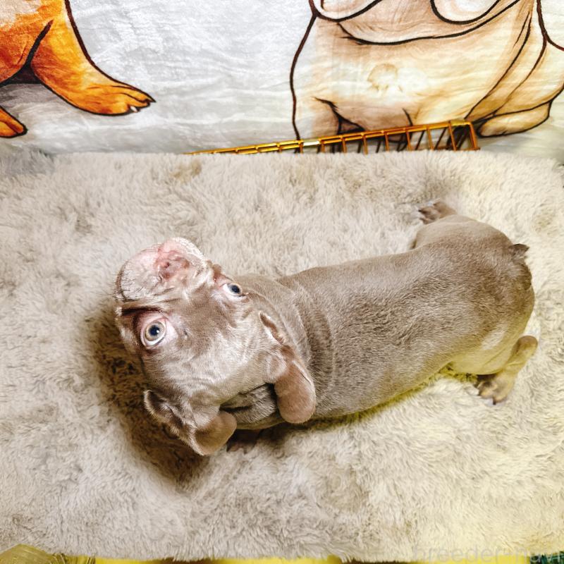 成約済の奈良県のフレンチブルドッグ-445039の2枚目