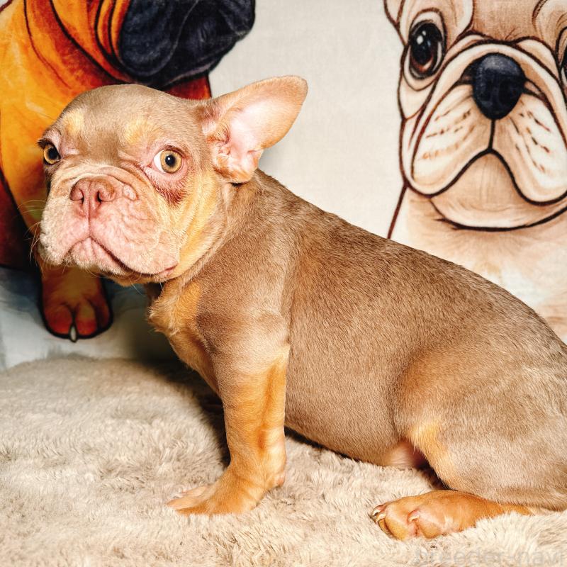 販売中の奈良県のフレンチブルドッグ-444236の3枚目