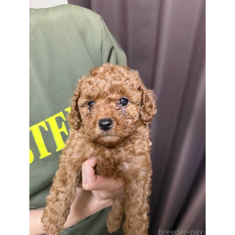 販売中の埼玉県のタイニープードル-446506の7枚目