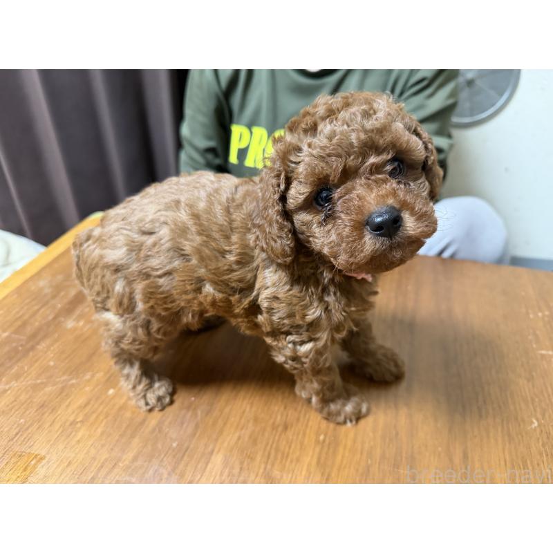 販売中の埼玉県のタイニープードル-446506の6枚目