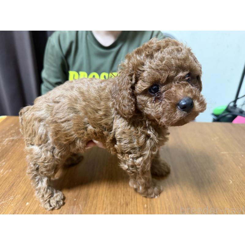 販売中の埼玉県のタイニープードル-446506の5枚目