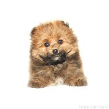 ♀︎ポメプー:ポメラニアン×トイプードル