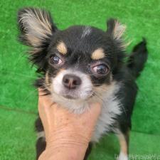 ♀︎チワワ(ロングコート)