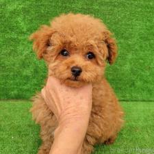 ♀︎タイニープードル