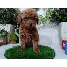 ♀︎タイニープードル