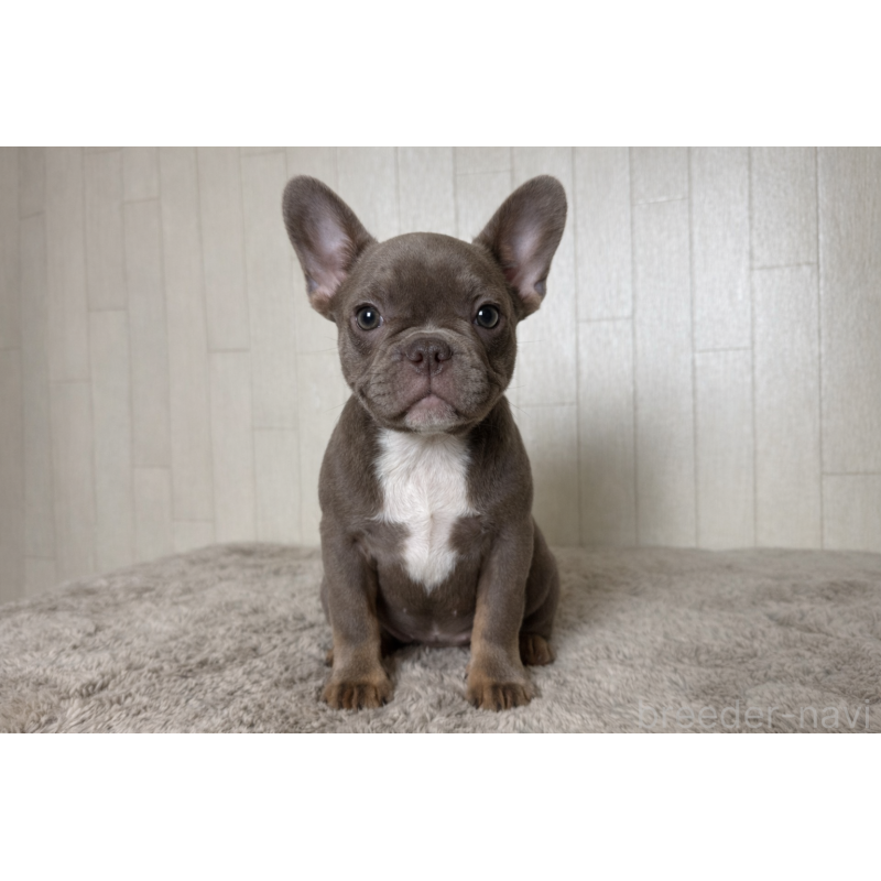 販売中の奈良県のフレンチブルドッグ-444792の7枚目