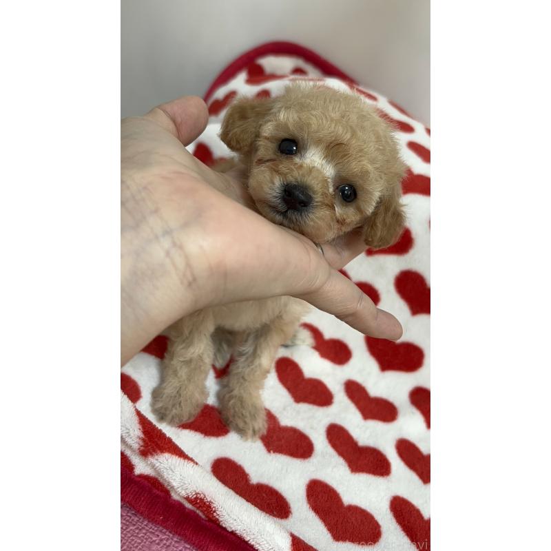 販売中の大阪府のティーカッププードル-442865の3枚目