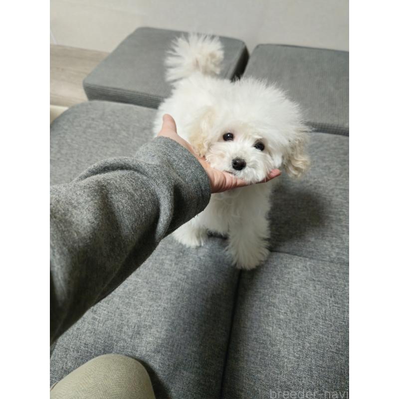 販売中の宮城県のタイニープードル-422511の3枚目