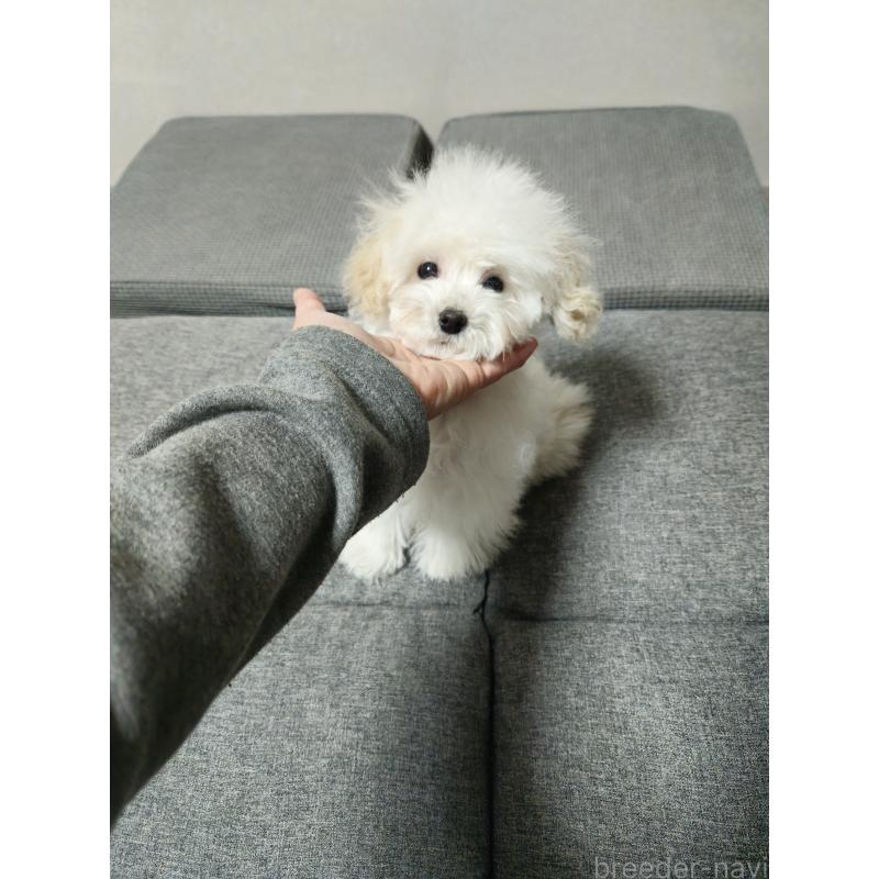 販売中の宮城県のタイニープードル-422511の2枚目