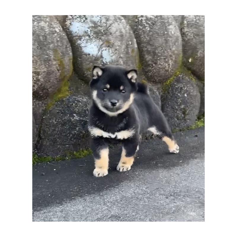 成約済の大分県の豆柴-441627の6枚目