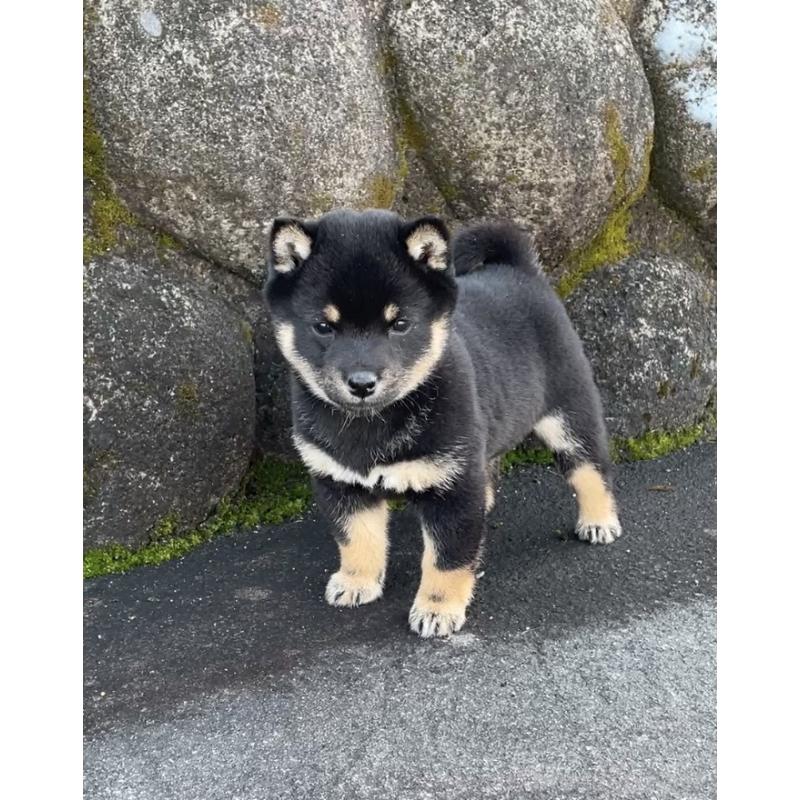 成約済の大分県の豆柴-441627の5枚目