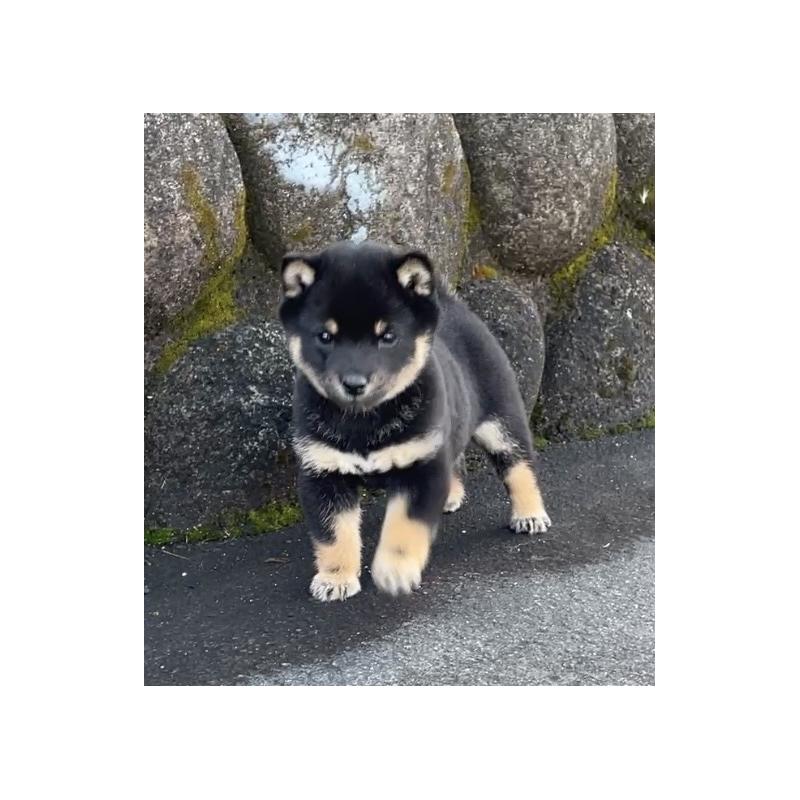 成約済の大分県の豆柴-441627の4枚目