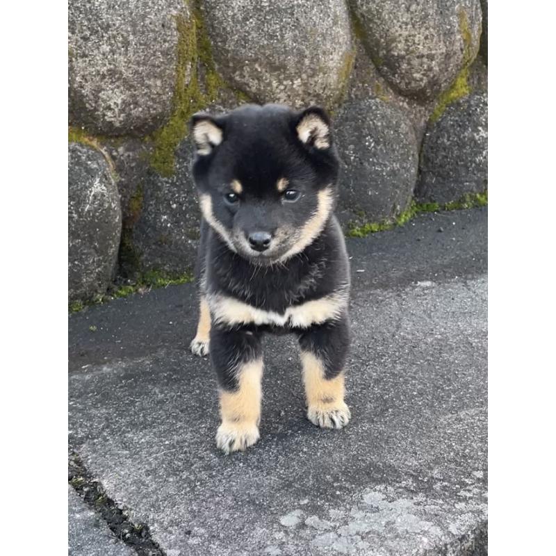 成約済の大分県の豆柴-441627の3枚目