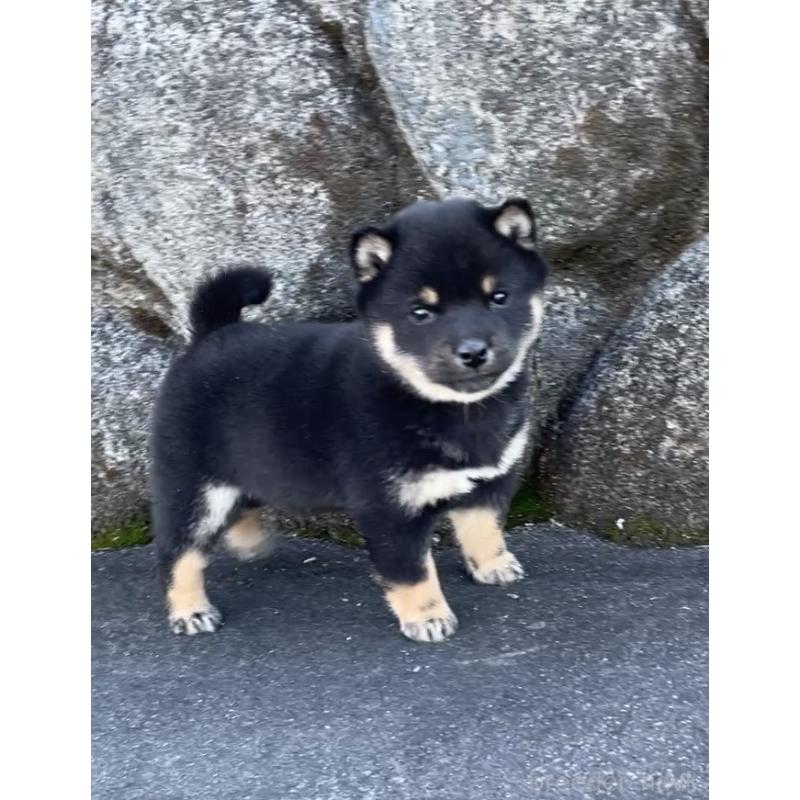 成約済の大分県の豆柴-441627の2枚目