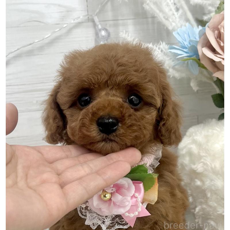 成約済の愛知県のトイプードル-441351の7枚目