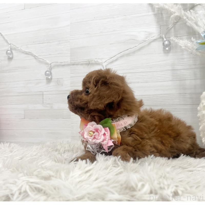 成約済の愛知県のトイプードル-441351の6枚目