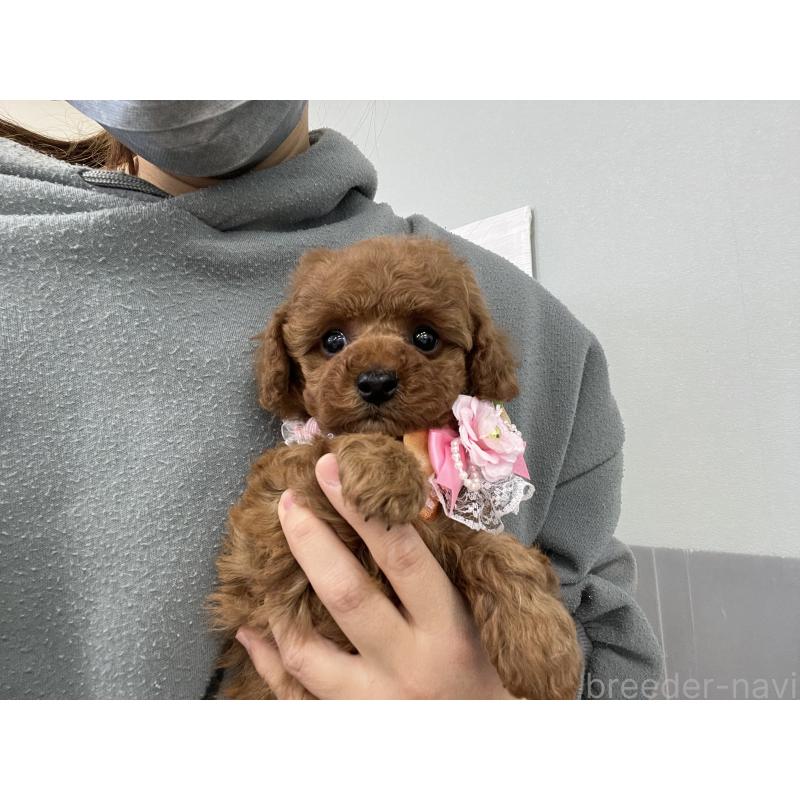 成約済の愛知県のトイプードル-441351の5枚目