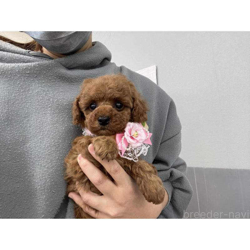 成約済の愛知県のトイプードル-441351の4枚目