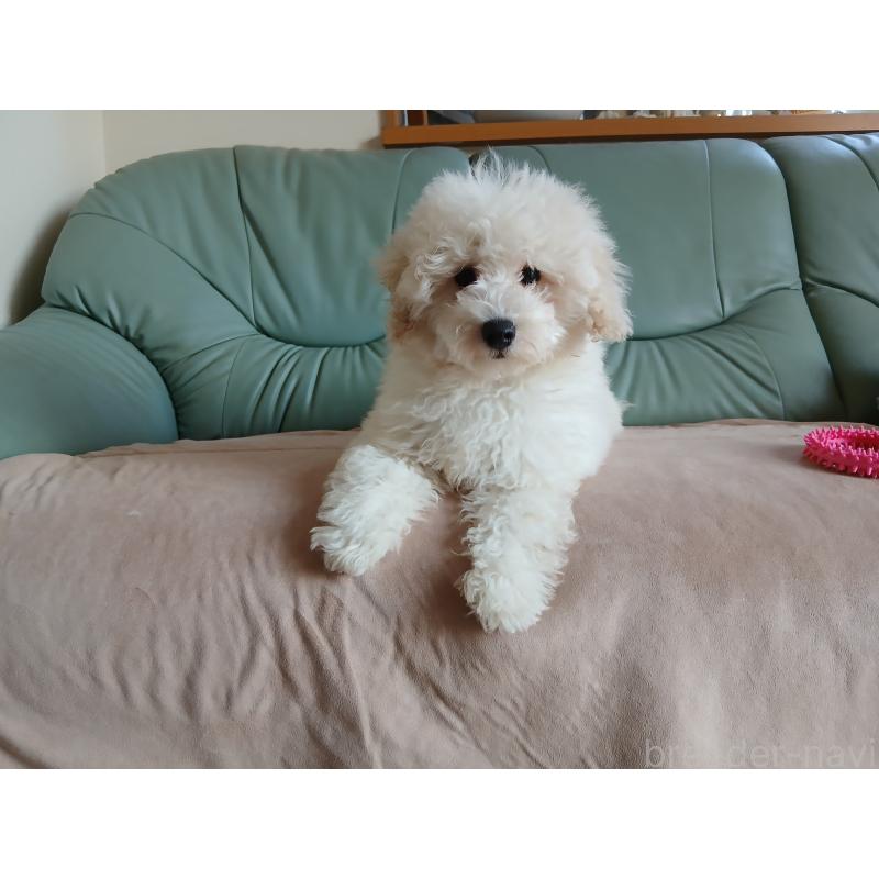 販売中の愛媛県のタイニープードル-434357の3枚目