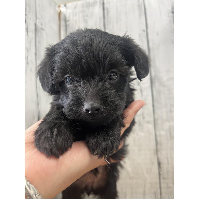 成約済の山梨県のヨープー:ヨークシャーテリア×トイプードル-442886の3枚目