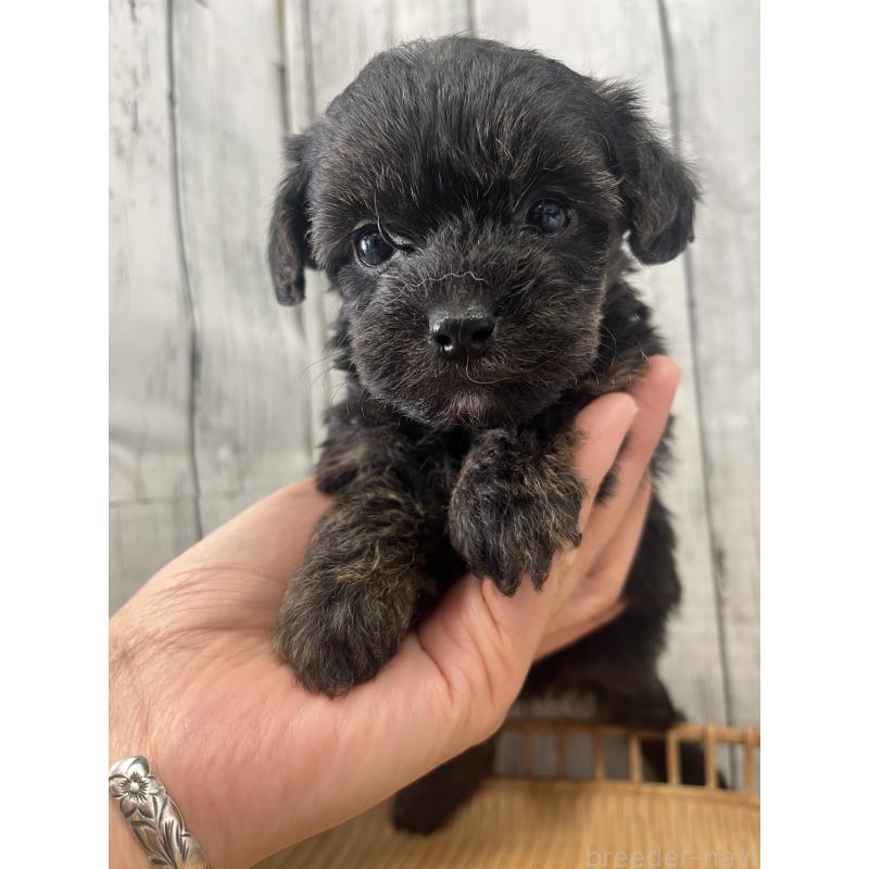 販売中の山梨県のヨープー:ヨークシャーテリア×トイプードル-442888の5枚目