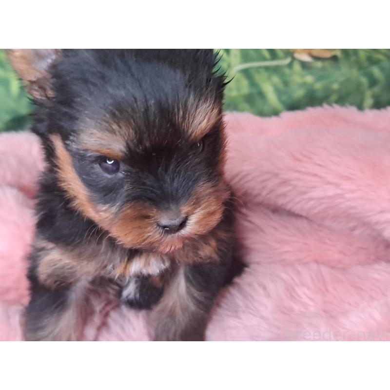 成約済の愛知県のヨークシャーテリア-443110の5枚目