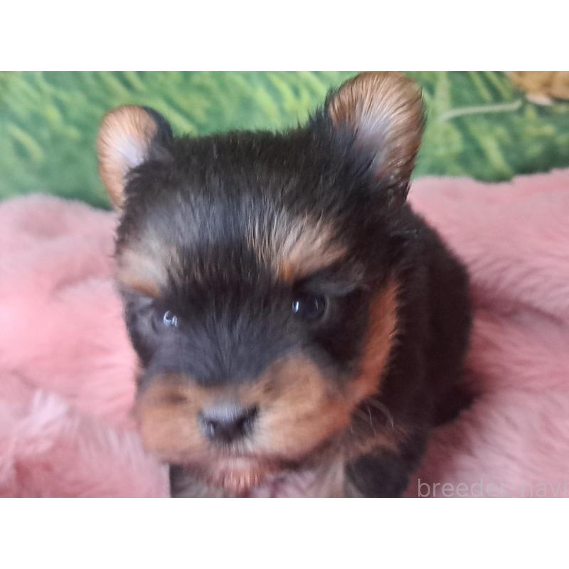 成約済の愛知県のヨークシャーテリア-443110の4枚目