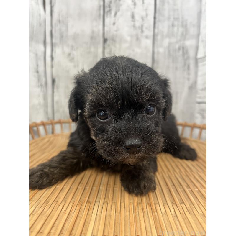 販売中の山梨県のヨープー:ヨークシャーテリア×トイプードル-442888の4枚目