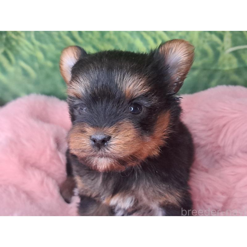 成約済の愛知県のヨークシャーテリア-443110の3枚目