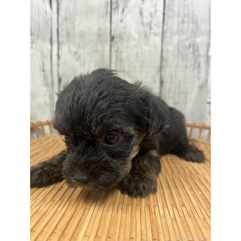 販売中の山梨県のヨープー:ヨークシャーテリア×トイプードル-442888の3枚目