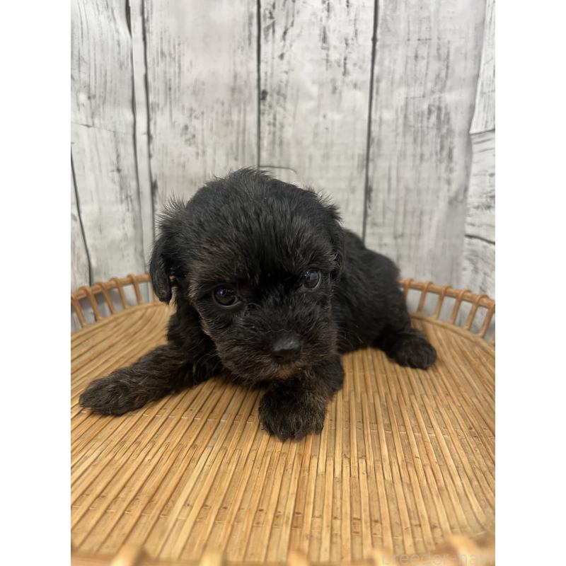 販売中の山梨県のヨープー:ヨークシャーテリア×トイプードル-442888の2枚目