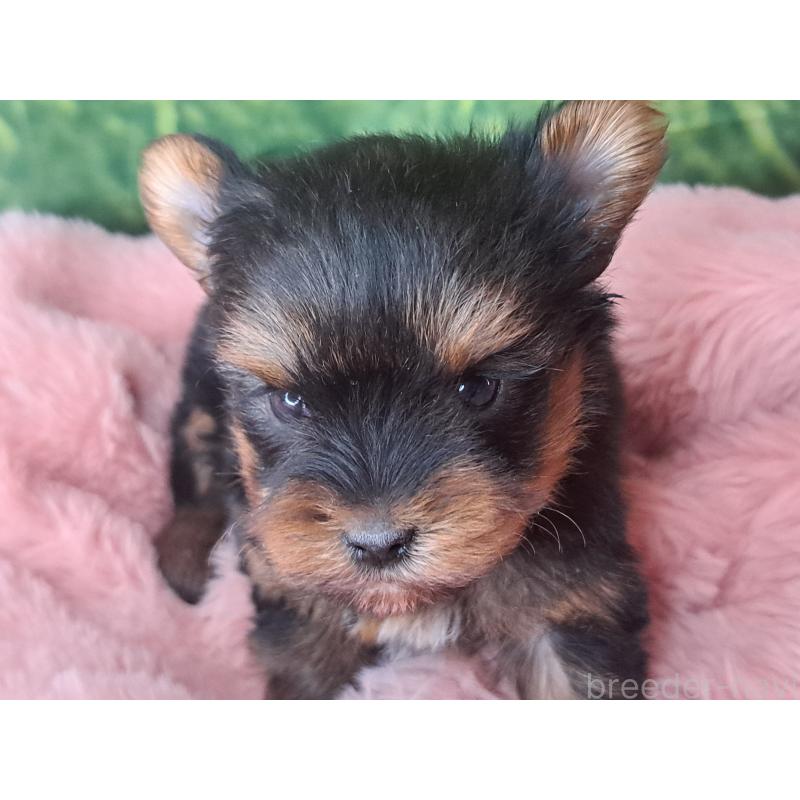 成約済の愛知県のヨークシャーテリア-443110の2枚目