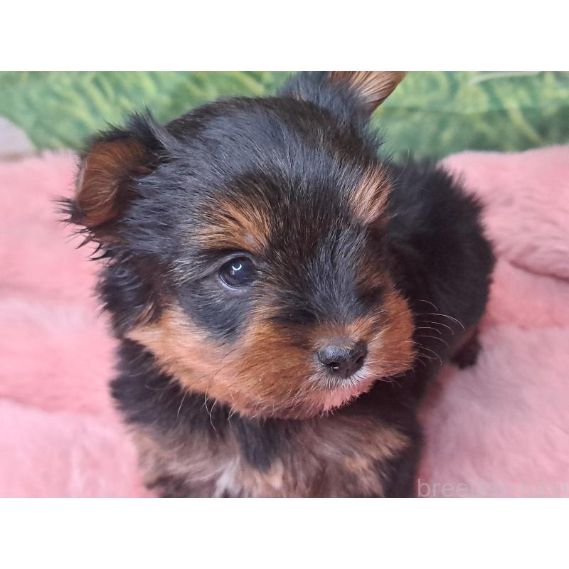 成約済の愛知県のヨークシャーテリア-443111の12枚目