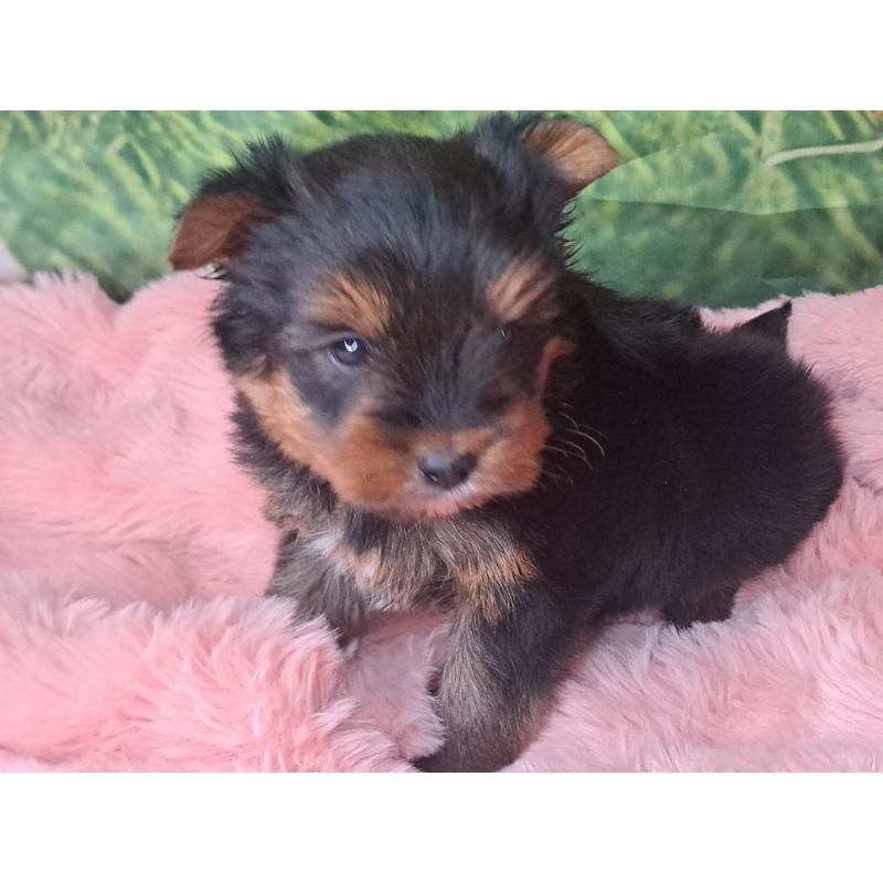 成約済の愛知県のヨークシャーテリア-443111の10枚目