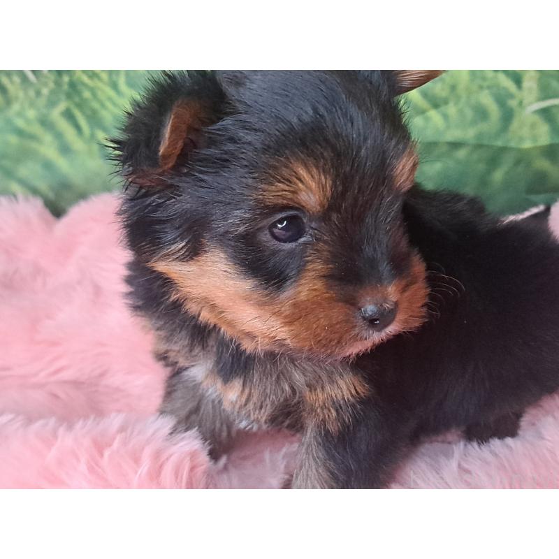 成約済の愛知県のヨークシャーテリア-443111の9枚目