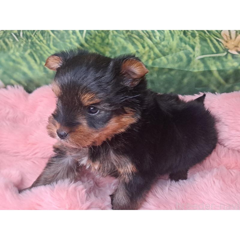 成約済の愛知県のヨークシャーテリア-443111の8枚目