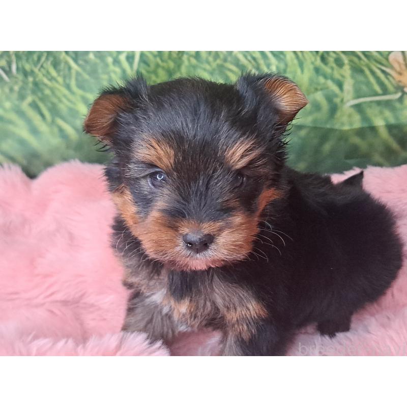 成約済の愛知県のヨークシャーテリア-443111の7枚目