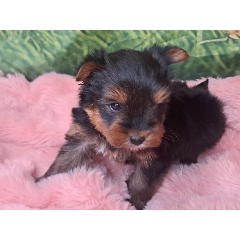 成約済の愛知県のヨークシャーテリア-443111の6枚目