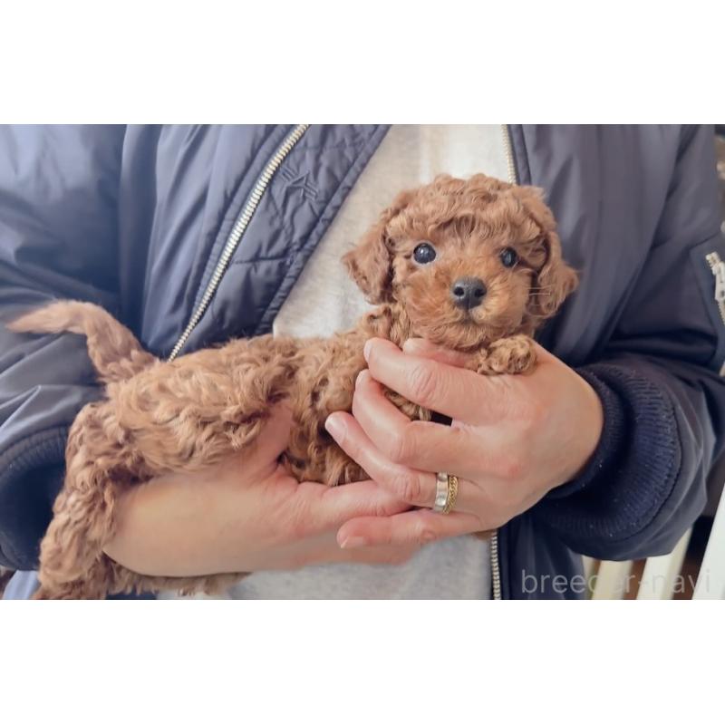 販売中の埼玉県のトイプードル-445356の4枚目