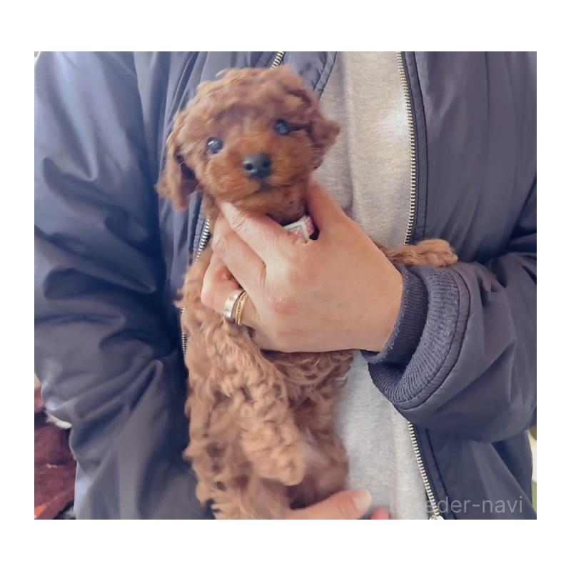 販売中の埼玉県のトイプードル-445356の3枚目